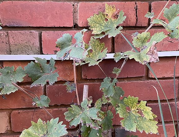 Dependent on the Vine